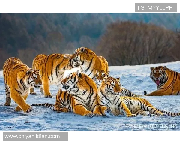 东北虎与飞虎的巅峰对决谁将成为战斗的王者